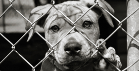 dog fencing